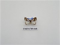 藏品(中國蛾類)的圖片